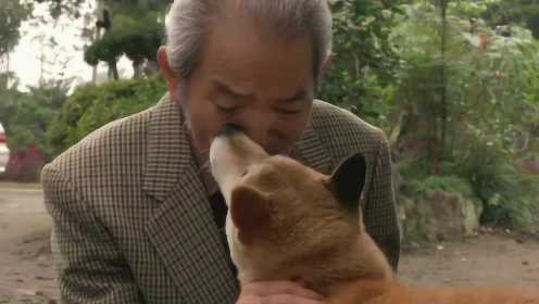 老人养了一只柴犬，不仅通人性还十分忠诚，对它就像亲人一样！