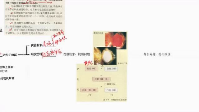 20届高考生物导图复习之遗传的基本规律