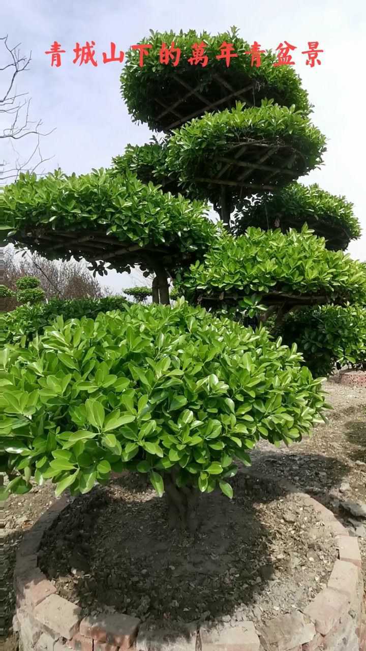 青城山下的万年青盆景