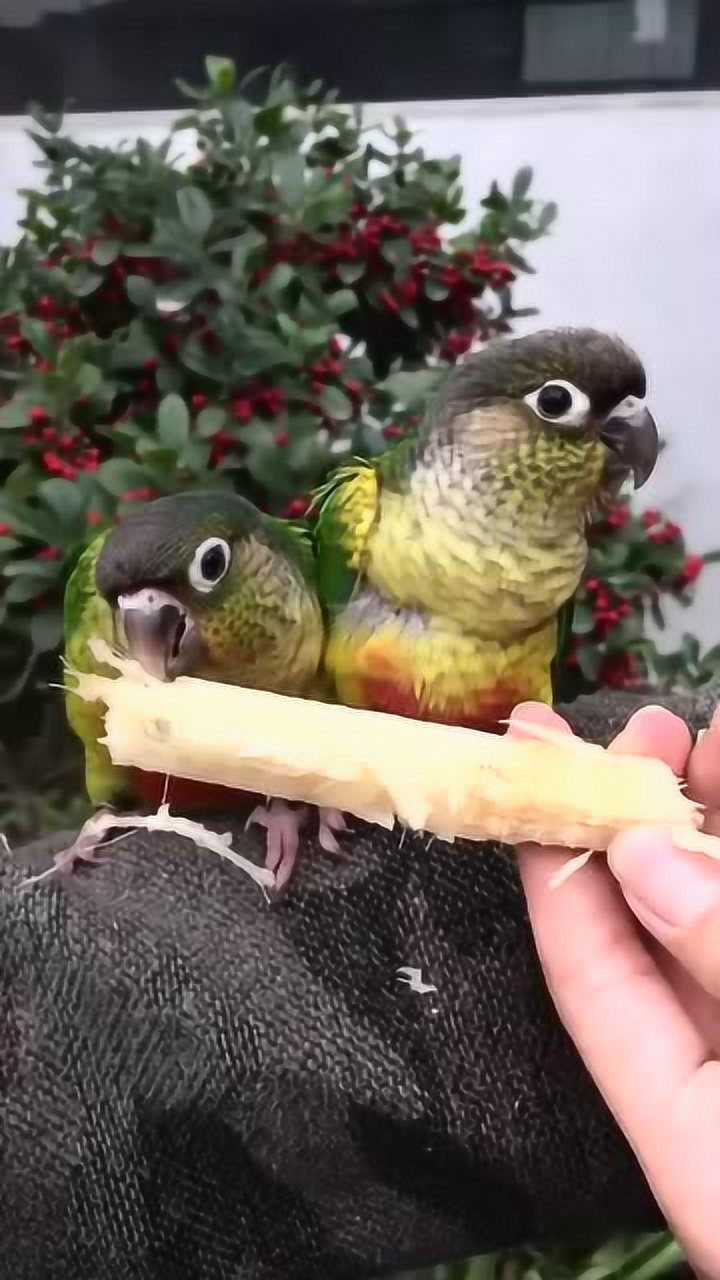 小鹦鹉吃甘蔗嘎嘎脆