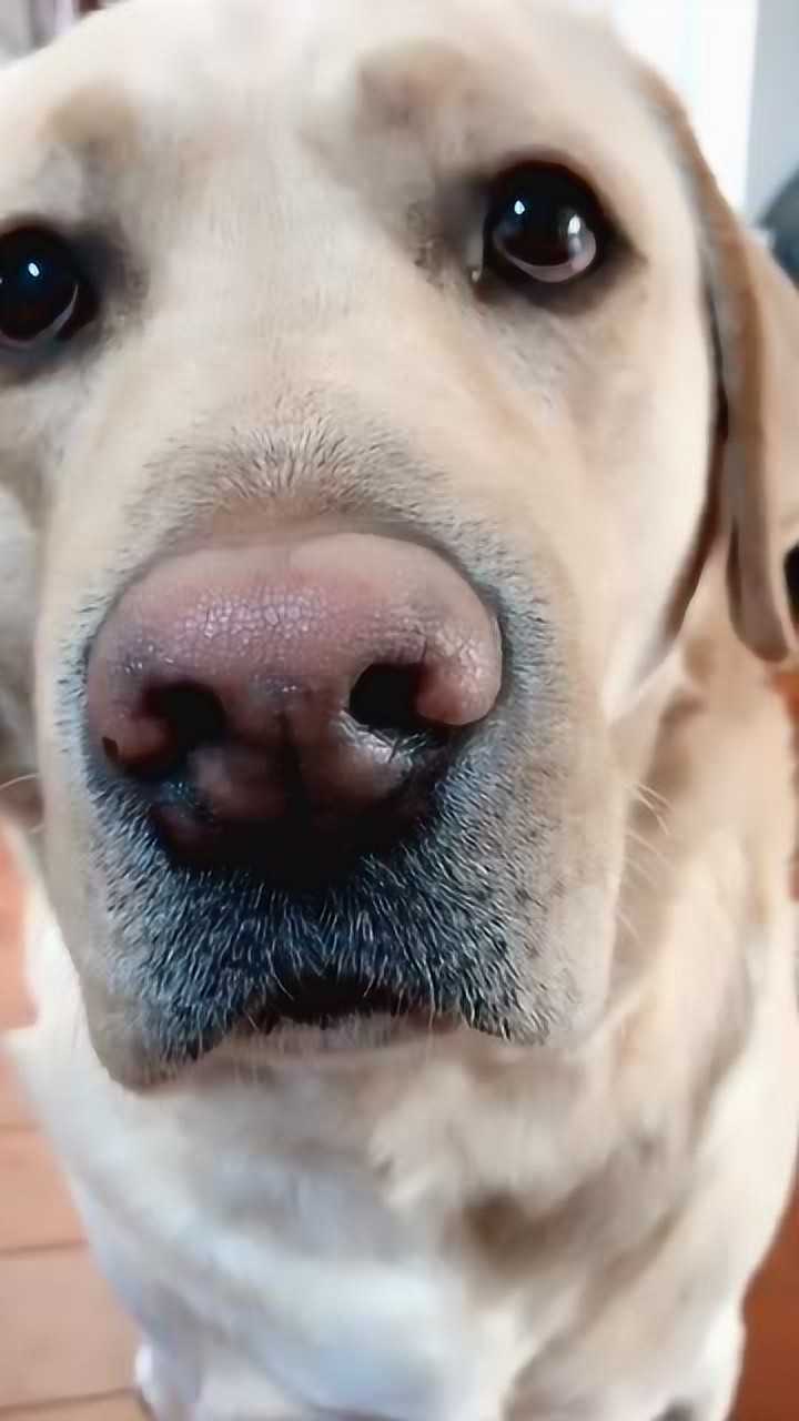 会说话的狗