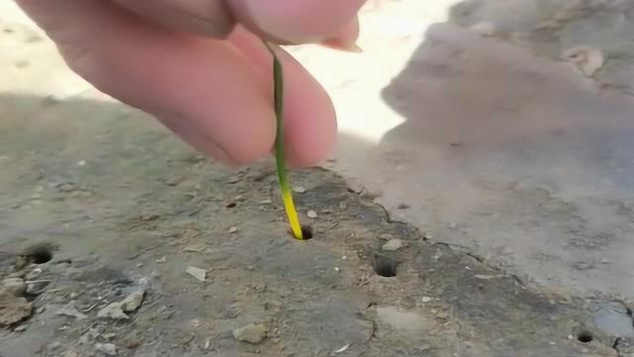 小时候玩的吊骆驼用一根草当诱饵就能把虫子抓上来