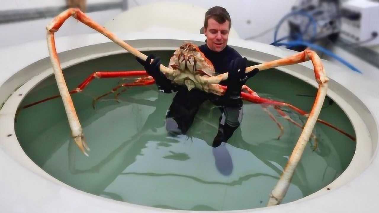 最大的螃蟹"蜘蛛蟹",一条腿一层楼还高,堪称海底怪兽!
