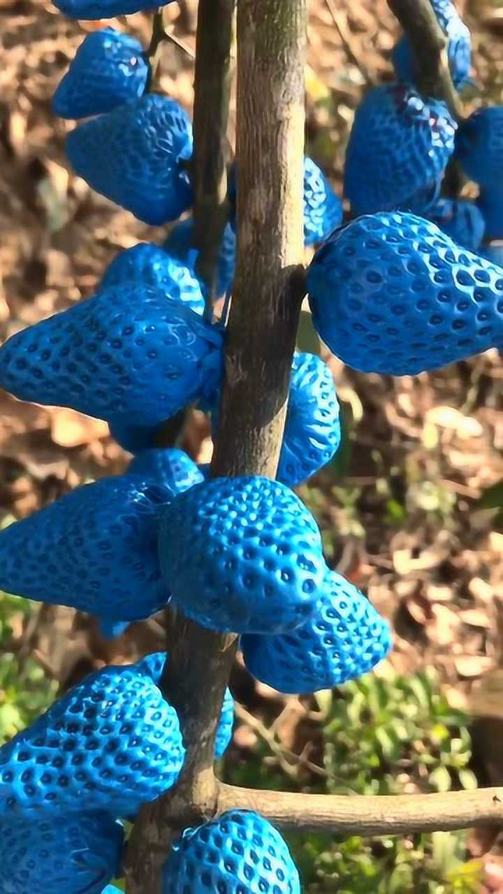 蓝色的草莓,开始还以为是假的,没想到还真能吃