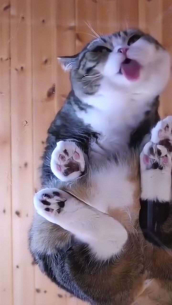 猫咪舔屏,爱猫的勿进,太可爱了