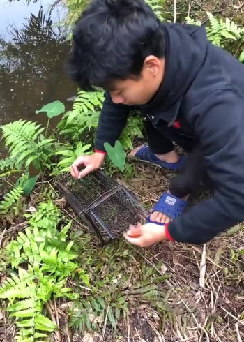 陷阱抓鱼老鼠笼子也能用来抓鱼洞里大黑鱼跑不了了