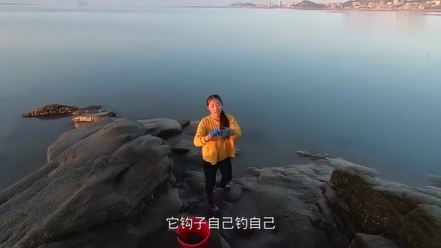 美女赶海收钓钩,钓了条超大的野生海鲈鱼,一斤价值上百块