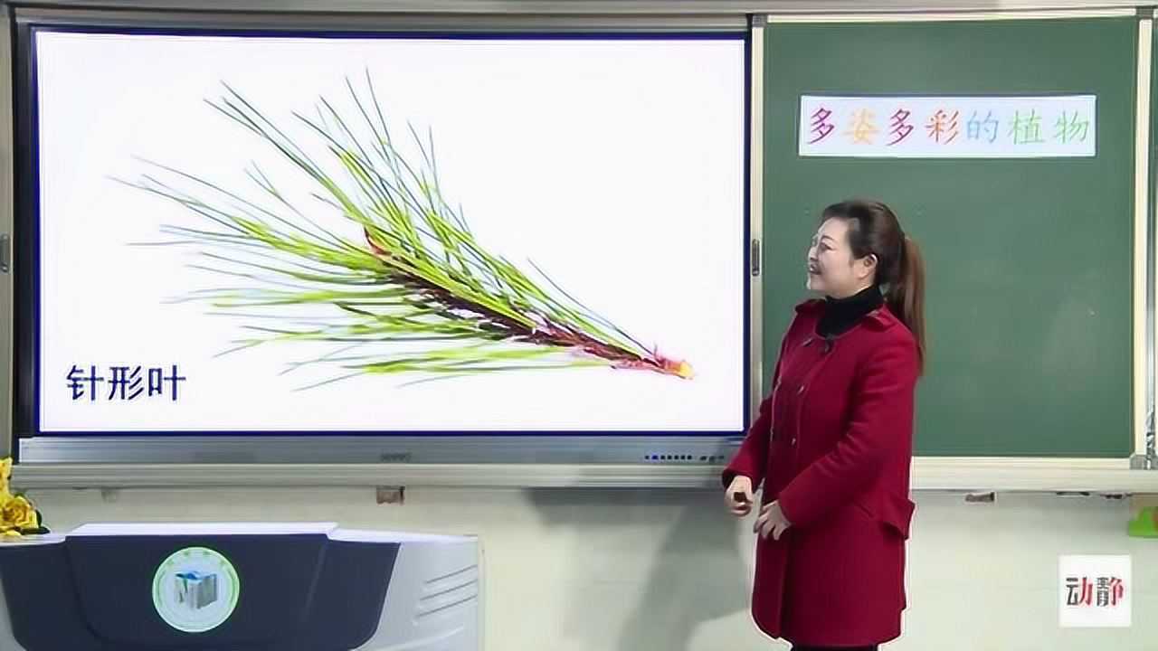 0325-003-一年级科学-《多姿多彩的植物》_高清