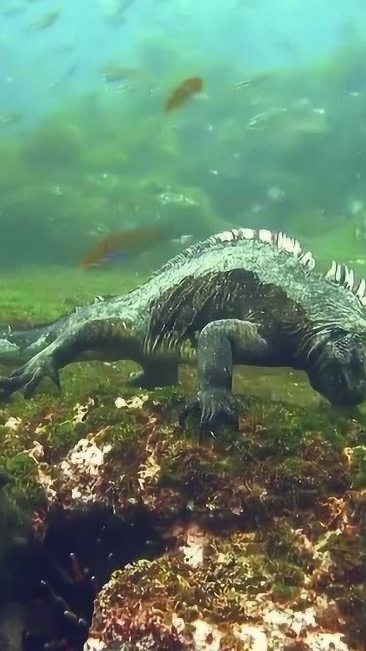 怪兽哥斯拉小时候