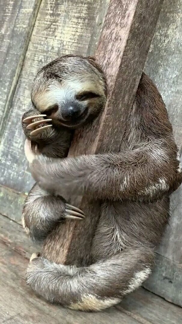 树懒抓痒时候挺快的呀