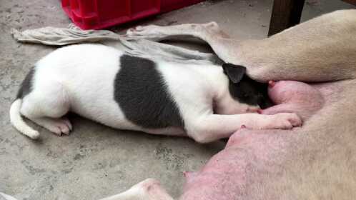 多多一家 奶牛吃奶