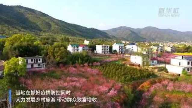 江西横峰:灿若云霞映乡村 桃源盛景入画来