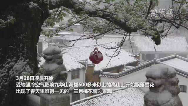 九华山:三月飘落“桃花雪”