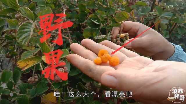 大山里发现一种黄色野果,看上去非常有食欲感,你们吃过了吗?