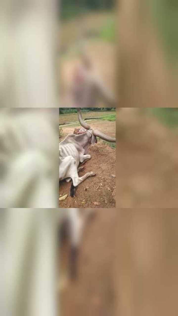 这是我见过最瘦的牛,骨瘦如柴!