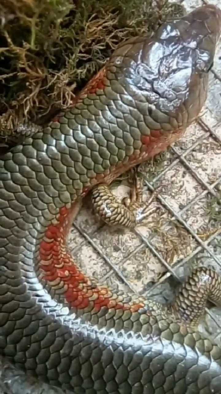 传说中的真龙现身了,刚刚破壳而出的龙宝宝