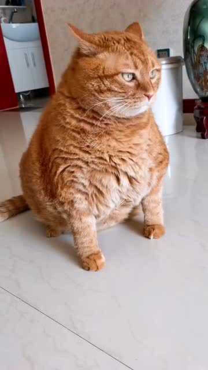 橘猫的口号:我胖我骄傲!
