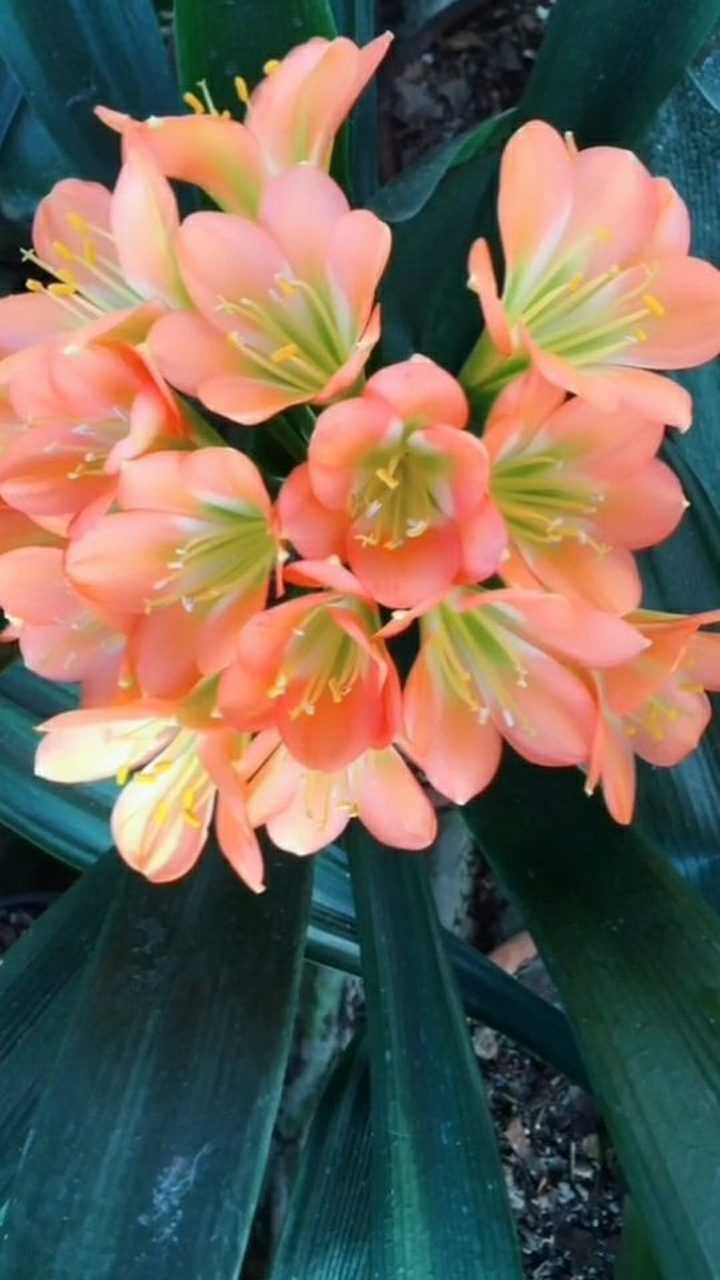 给大家欣赏一下粉花绿芯君子兰,颜色清新好看十分养眼