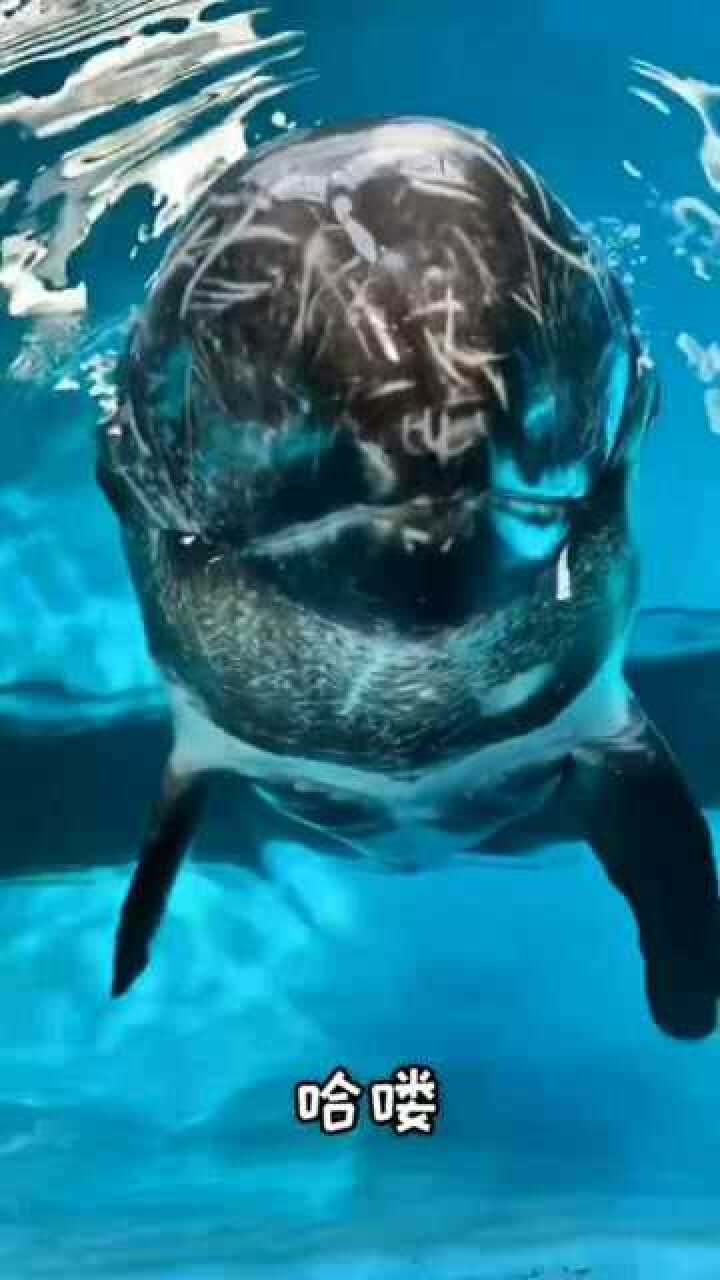 灰海豚也叫花鲸全身的白色痕迹会随着年龄变化变得更白