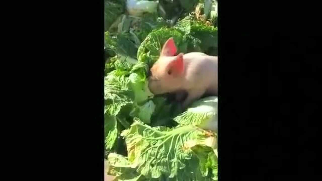 猪滚白菜表情图片