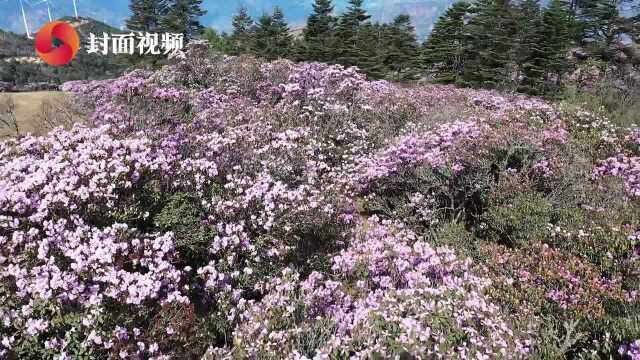 凉山德昌万亩高山杜鹃花怒放 满山彩色花海灿若云霞