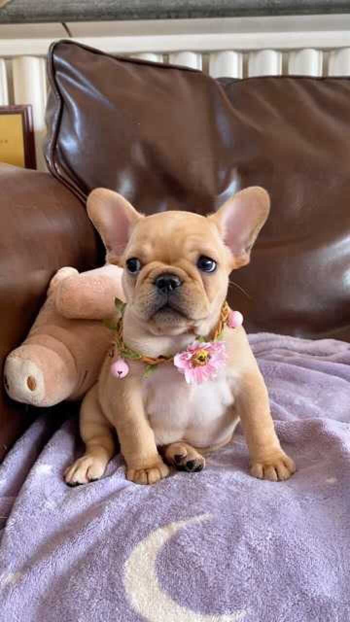 法斗菠萝x米亚的深奶油驼色小母犬51日龄