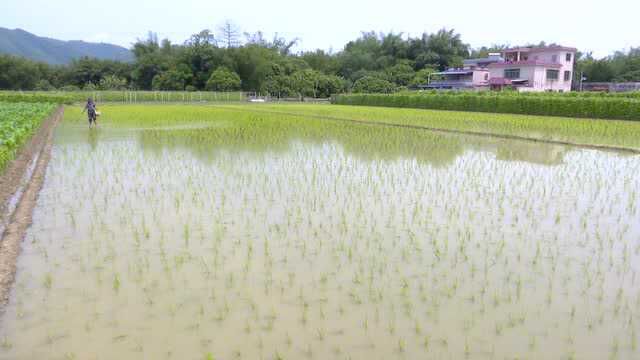 抓好早稻禾苗管理 促进早稻生产