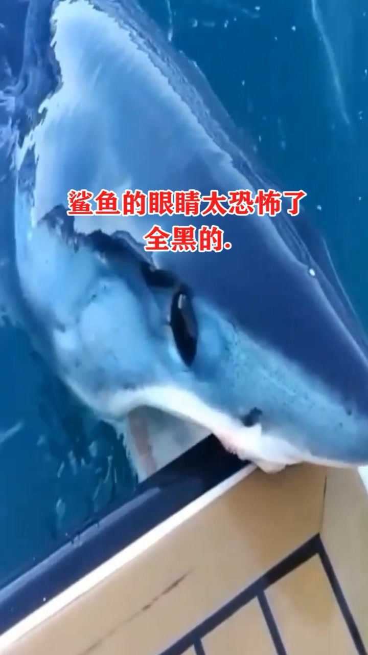 鲨鱼的眼睛太恐怖了,全黑的!_腾讯视频