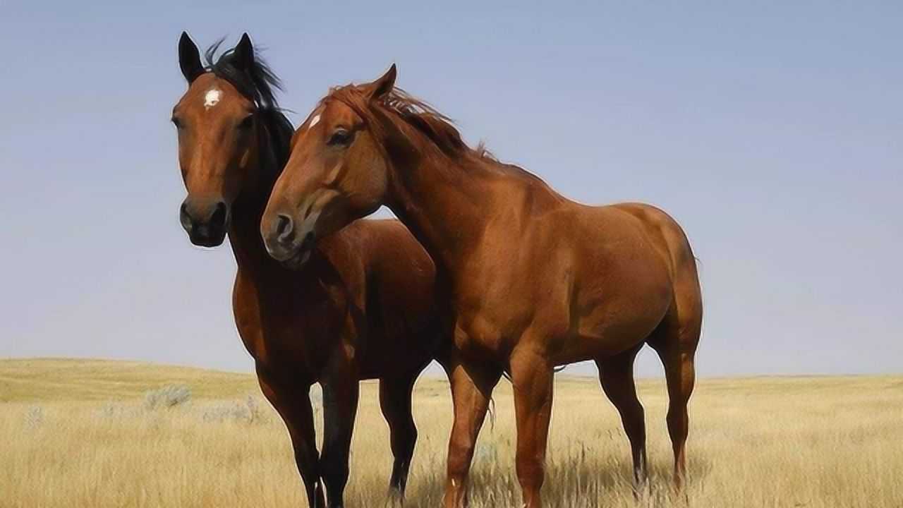 公马第一次见母马没想到一见钟情了镜头记录全过程