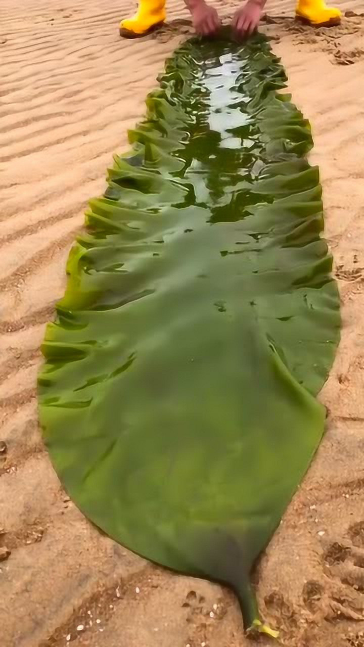 海带