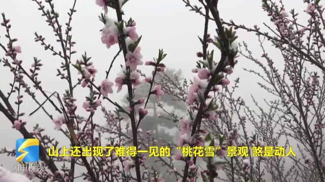 49秒|美!临沂费县天蒙之巅再现“桃花雪”景观