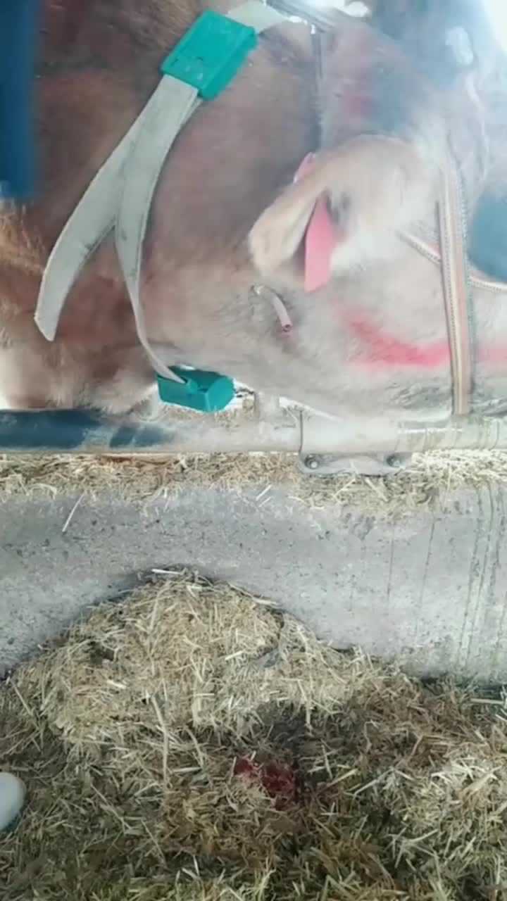 第一次见给牛输液的,这手法真是不一般,静脉注射简直不要太准