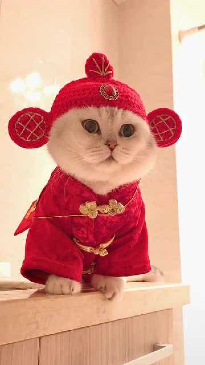 见者有份暴富暴富猫咪这真的是视频不是图片我定力厉害吧