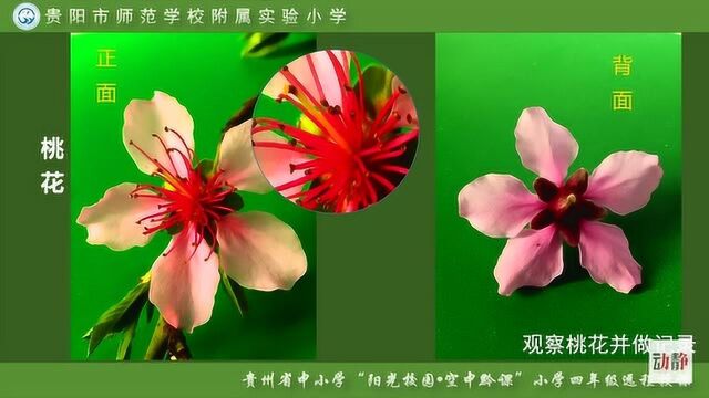 0414003四年级科学花的秘密