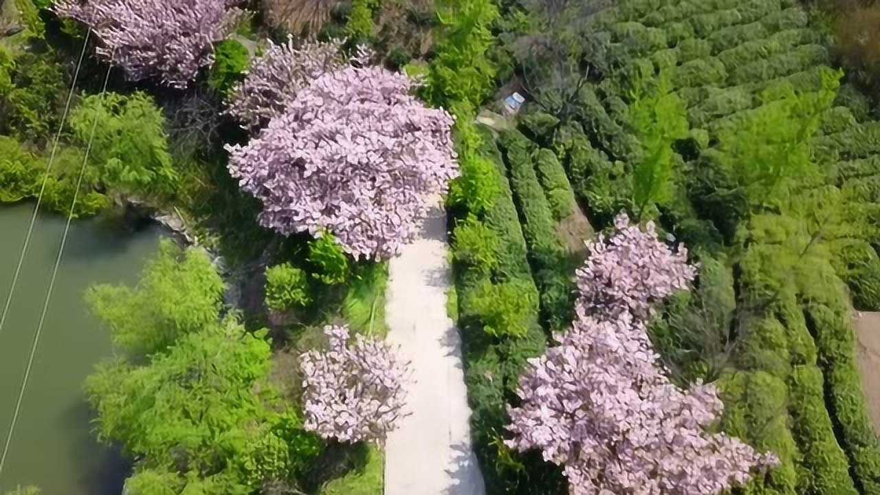 浪漫樱花谷带你走进桐柏山赏花看景旅途中的人间仙境