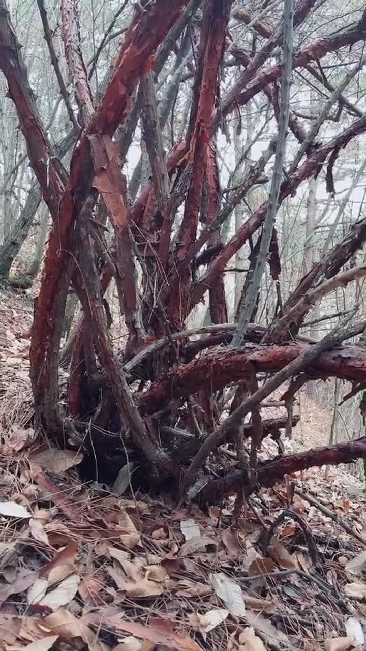 秦岭探秘在秦岭发现世界上最大的山香木每颗都在20公分以上