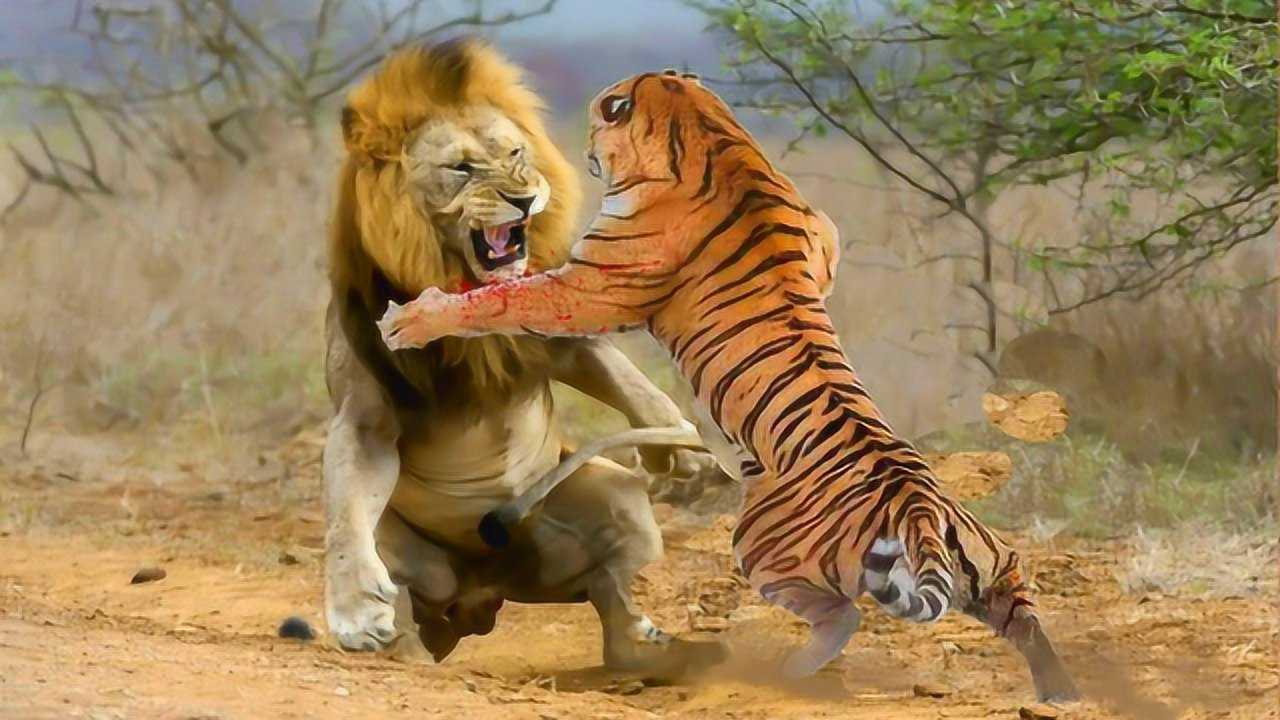 残暴狮vs东北虎图片