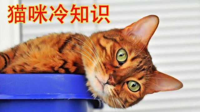 11个猫界冷知识,你对猫咪了解多少?