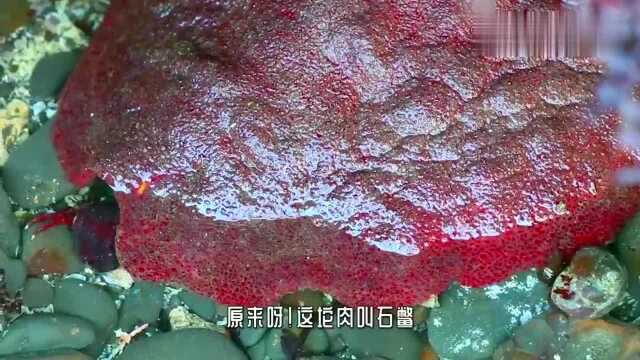 男子野外探险,发现了一块会动的“肉”,看清后可不得了!