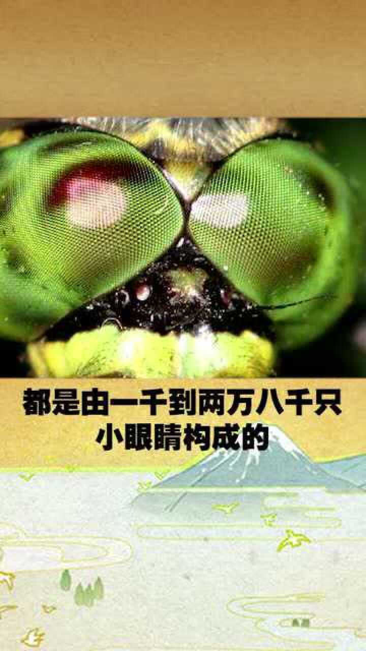 奇闻趣事之眼睛最多的动物