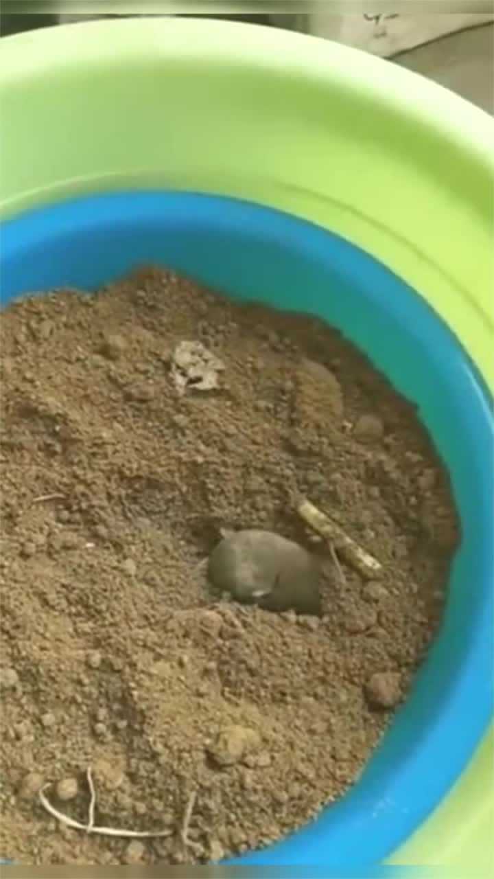 传说中的地老鼠扔到地上就消失打洞速度惊人