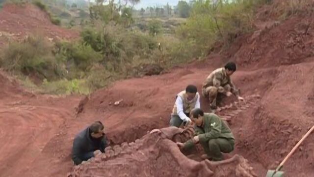 全世界最“神奇”恐龙化石,全球只有10块,其中4块在中国