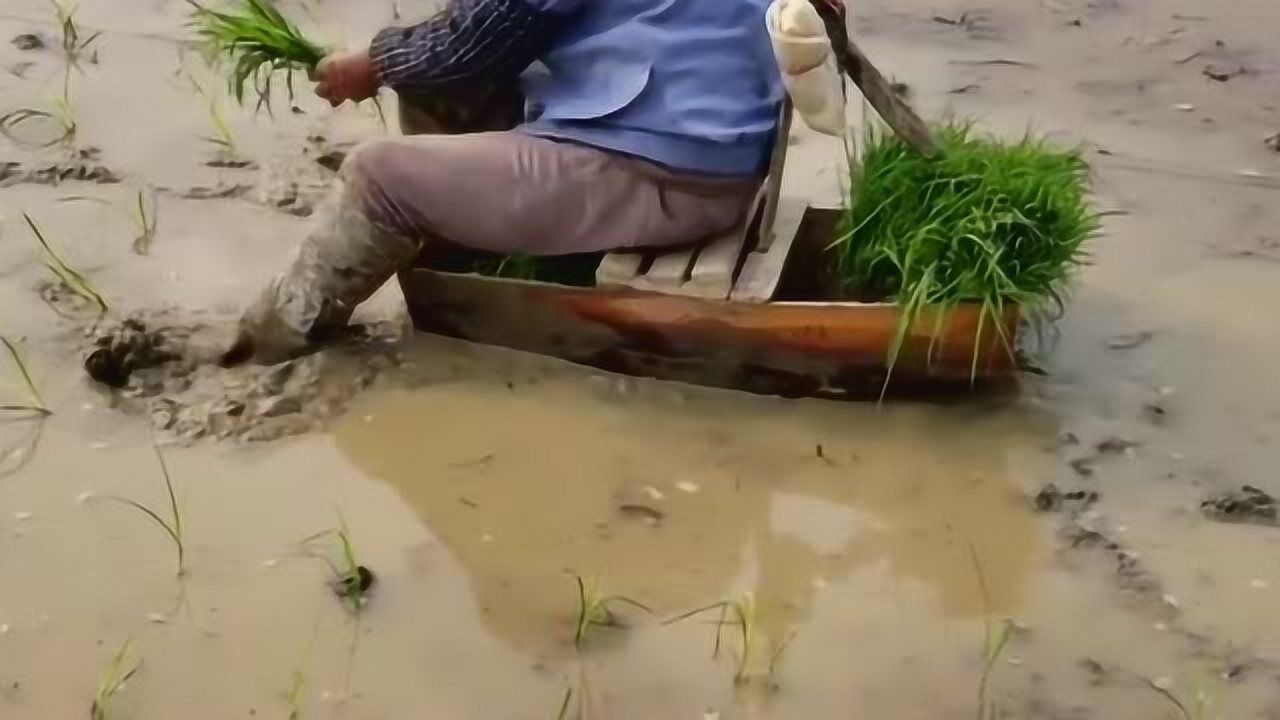 劳动人民的智慧,大妈自己创作插秧船,能动能坐累了还能歇一歇!