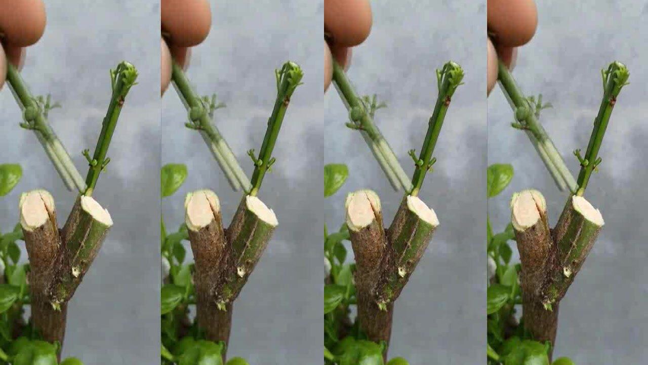 嫁接知识插接这样操作成活率更高学习了