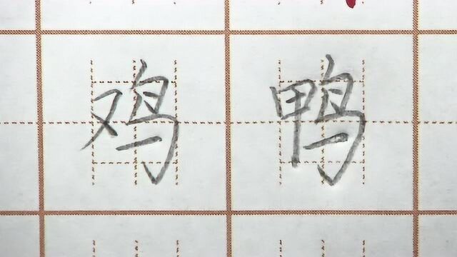 鸡鸭二字书写,鸟字各个细节处理很关键,二年级生字硬笔书法练字