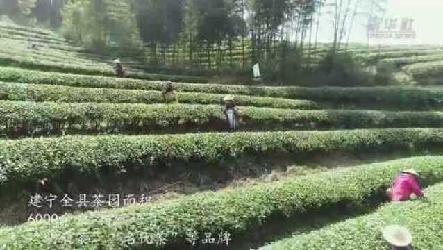 福建建宁:满山春茶绿 采茶正当时