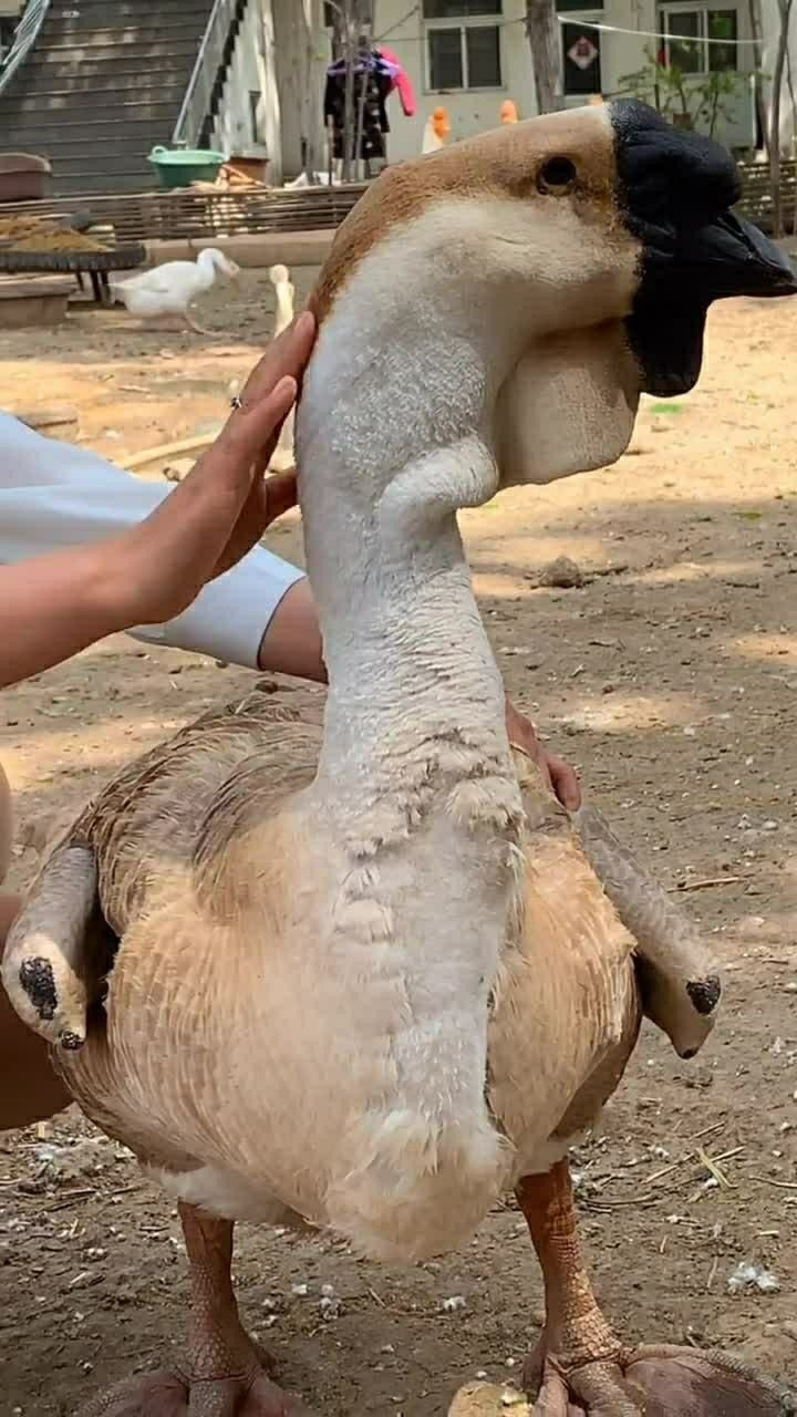 狮头鹅真有30一40斤大吗 