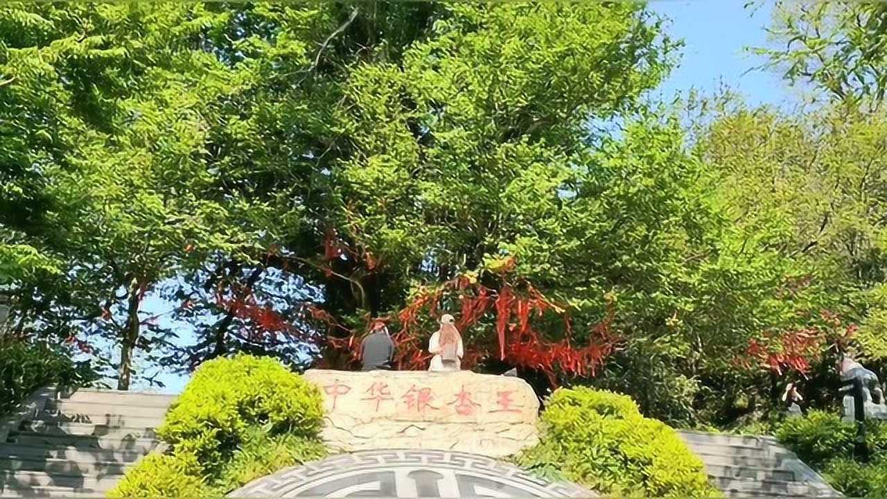 新化大熊山,熊山古寺内,千年古树获中华银杏王美誉