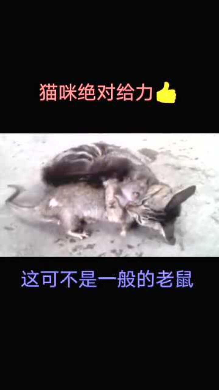 这老鼠会咬人
