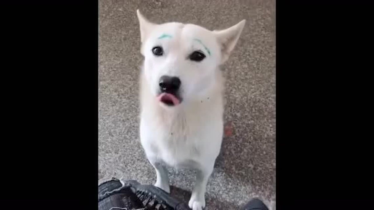 白狗眉毛不够浓粗,,得画上